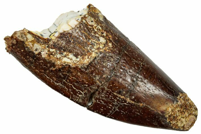 Fossil Sauropod Dinosaur (Titanosaur) Tooth Tip - Morocco #329045